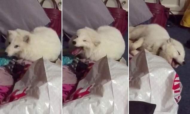 爆笑北極狐 出乎意料的笑聲大家都跟著笑了XD