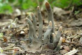 《死者的手指》這種真菌的底下難道真的埋著死人嗎!? 《死者的手指》這種真菌的底下難道真的埋著死人嗎!?