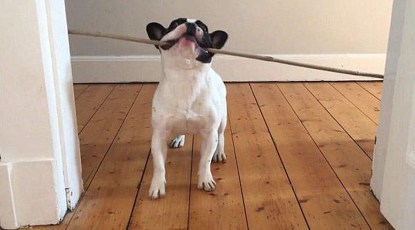 傻傻惹人愛《努力的法鬥犬》為什麼就是進不了門Q Q 傻傻惹人愛《努力的法鬥犬》為什麼就是進不了門Q Q