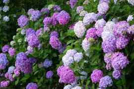 絕美賞花秘境《紫陽花開》關西景點11選ヽ(✿゚▽゚)ノ 絕美賞花秘境《紫陽花開》關西景點11選ヽ(✿゚▽゚)ノ