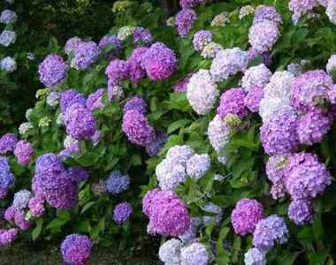 絕美賞花秘境《紫陽花開》關西景點11選ヽ(✿゚▽゚)ノ 絕美賞花秘境《紫陽花開》關西景點11選ヽ(✿゚▽゚)ノ