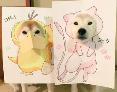 《柴犬的Cosplay》精靈寶可夢也難不倒他們啊~ 《柴犬的Cosplay》精靈寶可夢也難不倒他們啊~