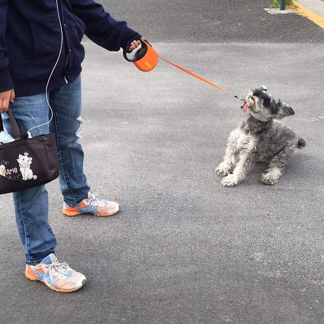 《寵物看醫生》全力拒絕見到獸醫的狗狗們www
