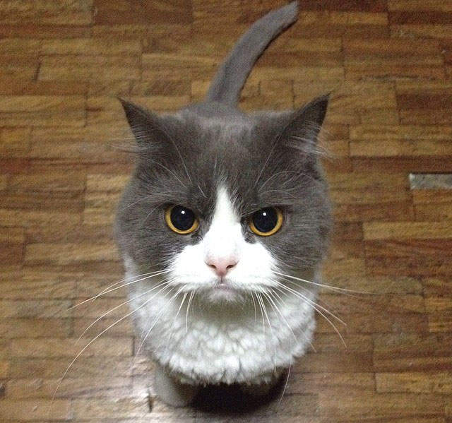 《用五個字形容貓》喵喵喵喵喵～這樣可以嗎？