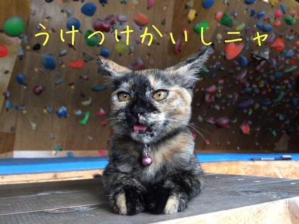 熱愛攀岩的小貓《Lalah》就跟你說讓專業的來吼ΦωΦ 熱愛攀岩的小貓《Lalah》就跟你說讓專業的來吼ΦωΦ