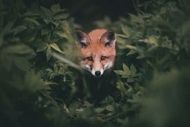 超夢幻《野生動物攝影》芬蘭年輕攝影師的拍攝秘訣是~? 超夢幻《野生動物攝影》芬蘭年輕攝影師的拍攝秘訣是~?