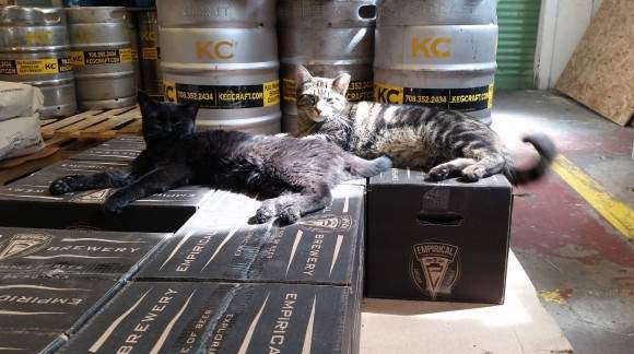 《凶狠流浪貓的最佳工作》捕鼠幫助解決鼠患是牠們的天職 《凶狠流浪貓的最佳工作》捕鼠幫助解決鼠患是牠們的天職