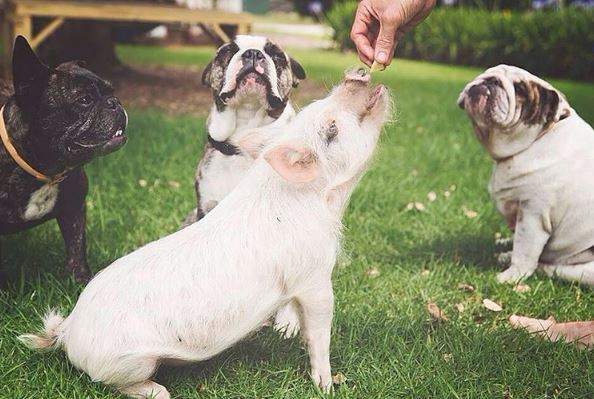 《以為自己是狗的豬》和其他狗狗之間單純可愛的友情♥