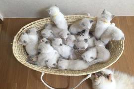 貓媽媽《一口氣生了16隻喵星人》餵奶時都被小喵們淹沒啦 貓媽媽《一口氣生了16隻喵星人》餵奶時都被小喵們淹沒啦