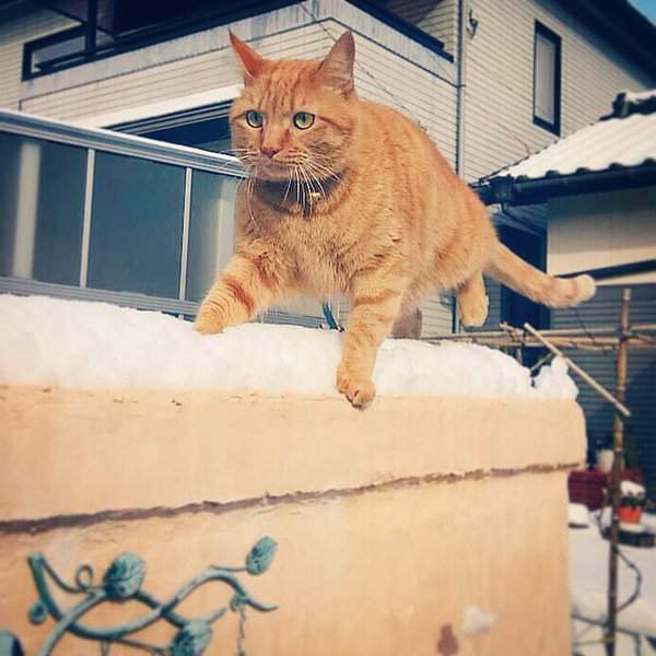 《喵星人愛玩雪》你們赤裸的肉球不會冷嗎？（凍）