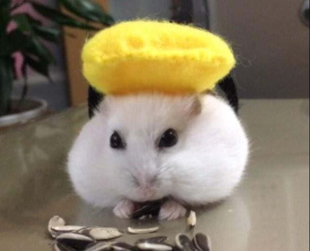 萌萌《倉鼠壽司》看起來好好吃的樣子啊（口水）