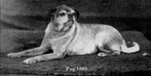 《100年前的狗和現在不一樣》只看以前的照片你認得出來嗎？