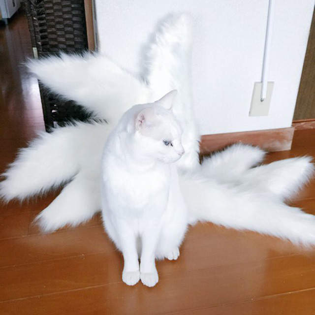 Cosplay道具製作中《貓化身為九尾貓》降臨(誤) 這種霸氣逼人的感覺好厲害啊～