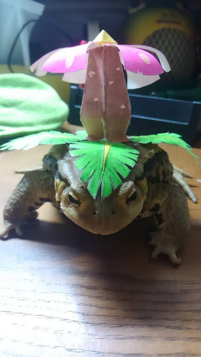 寵物青蛙的《妙蛙花COSPLAY》綠毛蟲慘遭吃下肚……