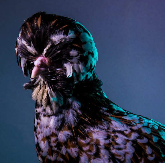 《時尚模特雞》全世界最潮的雞可不只是用來吃的 《時尚模特雞》全世界最潮的雞可不只是用來吃的