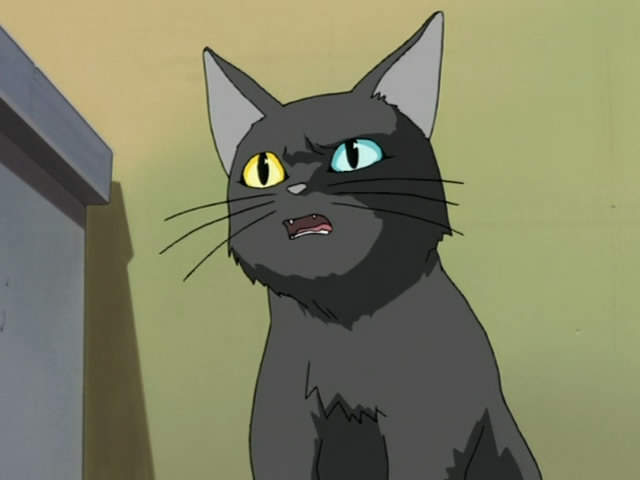 愛貓網友經驗談《貓咪誤吃繩子的嚴重後果》小小一條繩子都可能致命……