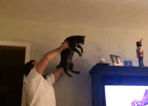 《喵星人是抓蟲神器》不敢抓飛在空中的蟲嗎?就決定是你了喵 《喵星人是抓蟲神器》不敢抓飛在空中的蟲嗎?就決定是你了喵