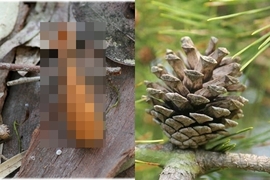 被松鼠啃過的松果是《森林裡的炸蝦》到野外吃便當也能加菜(不) 被松鼠啃過的松果是《森林裡的炸蝦》到野外吃便當也能加菜(不)