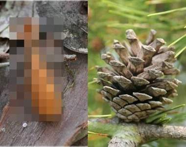 被松鼠啃過的松果是《森林裡的炸蝦》到野外吃便當也能加菜(不) 被松鼠啃過的松果是《森林裡的炸蝦》到野外吃便當也能加菜(不)