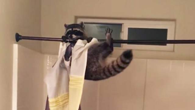 《做體操的浣熊》原來是體操選手還以為是浣熊呢