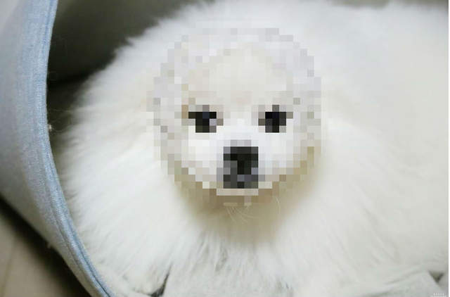 萌蠢畫面《幫博美套上水果網套》我已經笑到不能講話了XD 萌蠢畫面《幫博美套上水果網套》我已經笑到不能講話了XD