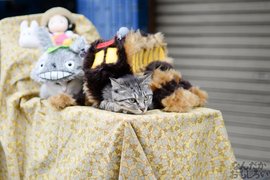 《日本橋 STREET FESTA 2016》萌的犯規~貓咪也來Cosplay了 《日本橋 STREET FESTA 2016》萌的犯規~貓咪也來Cosplay了