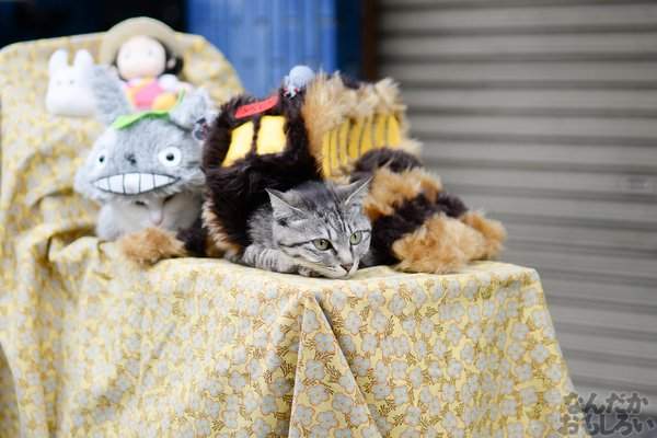 《日本橋 STREET FESTA 2016》萌的犯規~貓咪也來Cosplay了 《日本橋 STREET FESTA 2016》萌的犯規~貓咪也來Cosplay了