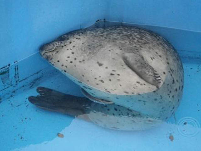 《海豹珍奇睡姿》好像在上班族在電車上累到睡著的樣子啊～