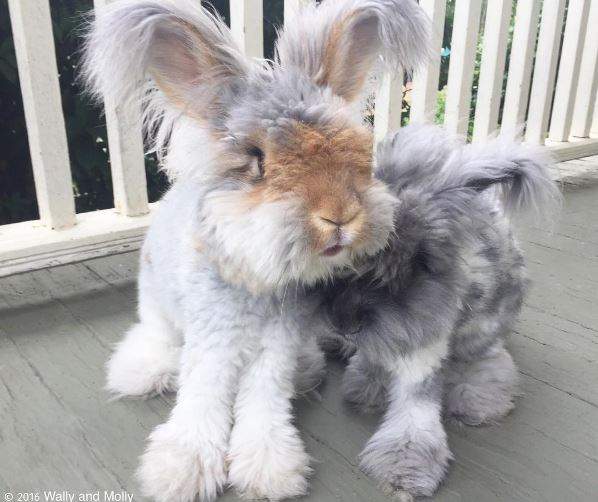 《天使耳朵兔子兄妹》從看不順眼到敞開心胸接受的暖心小故事♡