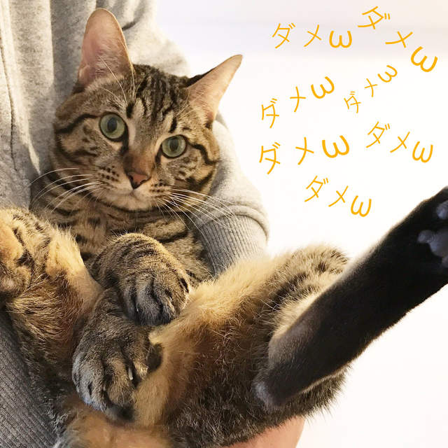 《貓蛋寫真集》整本完美收錄滿滿的ω曲線 《貓蛋寫真集》整本完美收錄滿滿的ω曲線