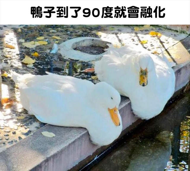 《不可信動物知識》但惡搞度百分百是無庸置疑的w