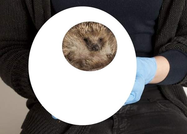 《肥嘟嘟刺蝟》後面的肉圓真的不是加裝上去的嗎？