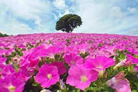 夏日粉嫩絕景《桃色吐息》放暑假一起去追逐粉紅色的花海吧♥ 夏日粉嫩絕景《桃色吐息》放暑假一起去追逐粉紅色的花海吧♥