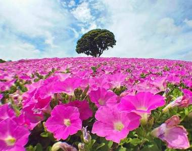 夏日粉嫩絕景《桃色吐息》放暑假一起去追逐粉紅色的花海吧♥ 夏日粉嫩絕景《桃色吐息》放暑假一起去追逐粉紅色的花海吧♥