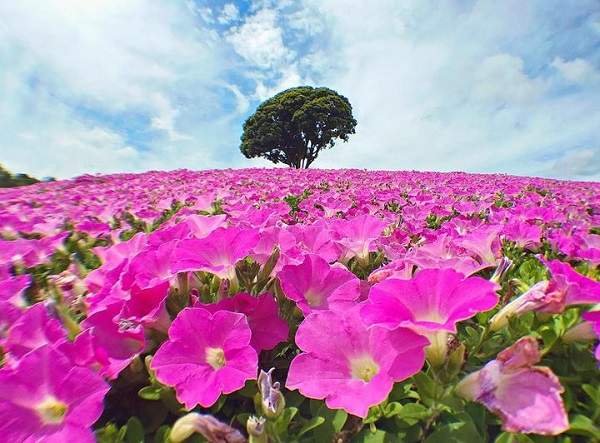 夏日粉嫩絕景 桃色吐息 放暑假一起去追逐粉紅色的花海吧