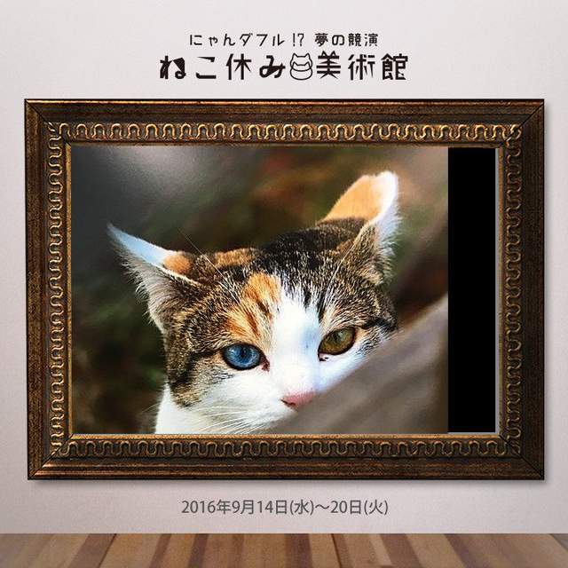 《休息的貓咪美術館》喵星人大聚集讓貓奴感到好療癒