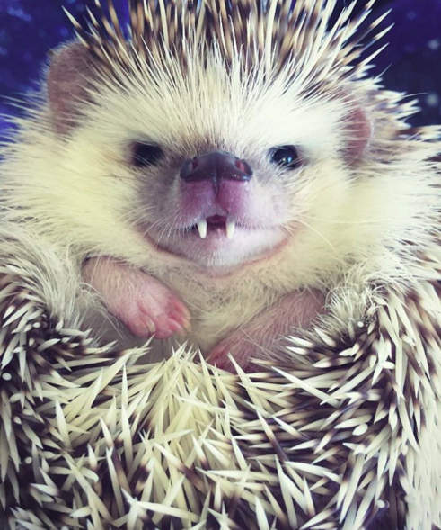 《吸血鬼刺蝟》兩顆尖尖小虎牙魅力無法擋♥ 《吸血鬼刺蝟》兩顆尖尖小虎牙魅力無法擋♥