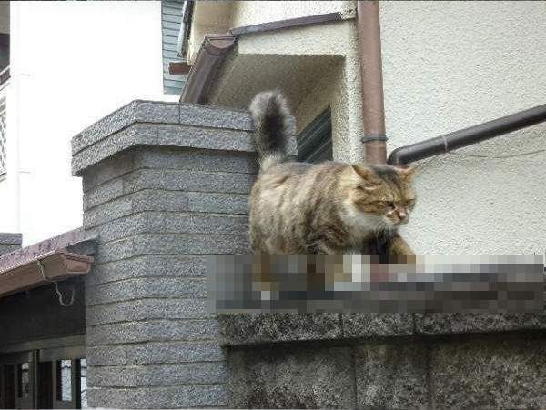 《走在尖刺上的貓》原來踏上荊棘之路是為了這個浪漫日常(〃∀〃)