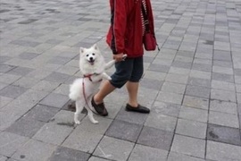《奇妙的遛狗景象》大家比較喜歡遛狗還是被狗遛呢?(咦) 《奇妙的遛狗景象》大家比較喜歡遛狗還是被狗遛呢?(咦)