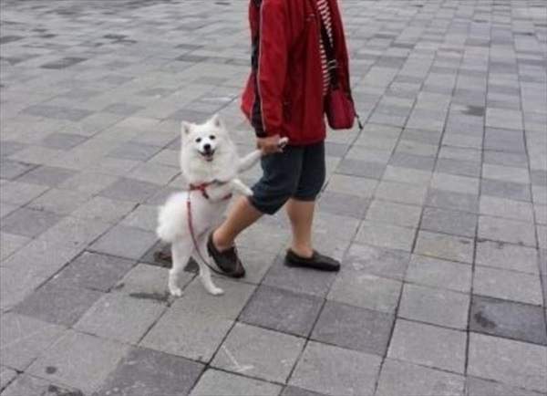 《奇妙的遛狗景象》大家比較喜歡遛狗還是被狗遛呢？（咦）