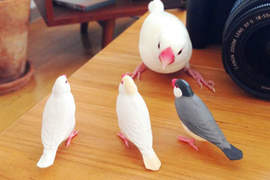 《暴怒文鳥》看到同為文鳥的轉蛋模型竟然暴跳如雷 《暴怒文鳥》看到同為文鳥的轉蛋模型竟然暴跳如雷