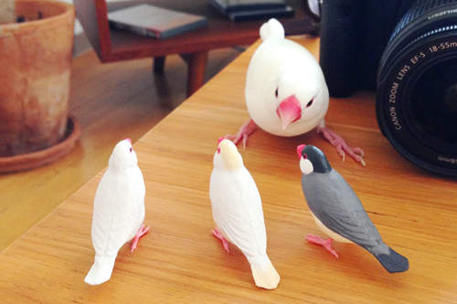 《暴怒文鳥》看到同為文鳥的轉蛋模型竟然暴跳如雷