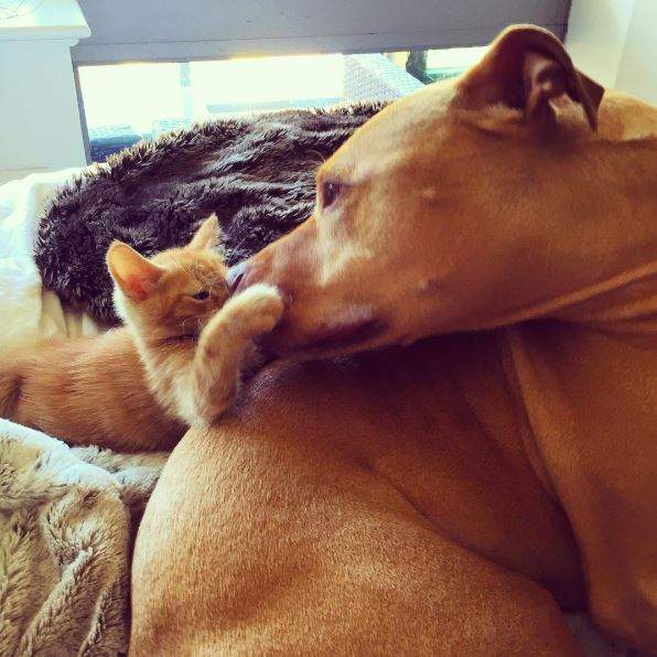 《狗貓家人Bubba&Rue》像兄妹又像父女的大狗與小貓