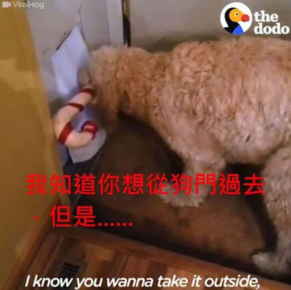 《無法從狗門穿過去的狗》最後用一招闖關成功