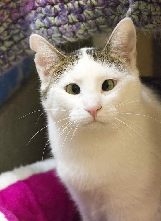 《害羞的鬥雞眼貓Bubbles》牠曾經是個因為被排擠而活在陰霾中的小可憐(&acute;;&omega;;`) - 圖片3