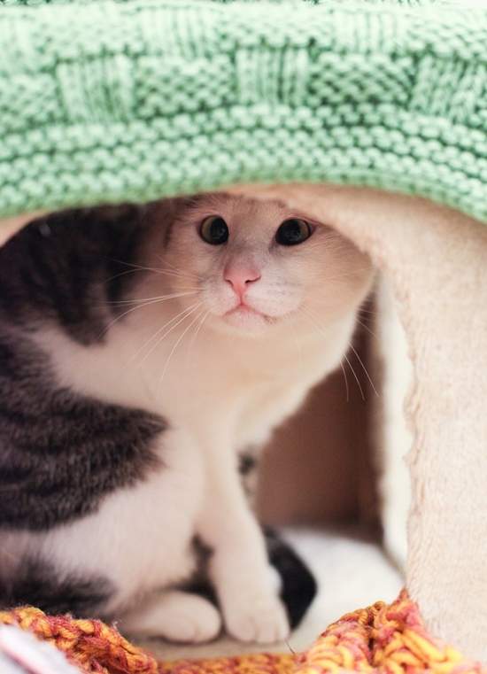 《害羞的鬥雞眼貓Bubbles》牠曾經是個因為被排擠而活在陰霾中的小可憐(´;ω;`) - 圖片4