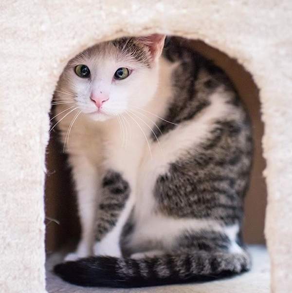 《害羞的鬥雞眼貓Bubbles》牠曾經是個因為被排擠而活在陰霾中的小可憐(&acute;;&omega;;`) - 圖片6