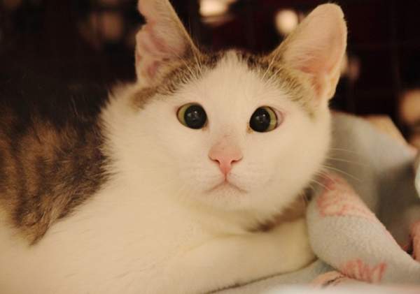 《害羞的鬥雞眼貓Bubbles》牠曾經是個因為被排擠而活在陰霾中的小可憐(&acute;;&omega;;`) - 圖片7