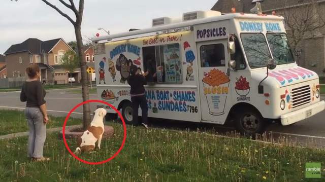 《會排隊買冰淇淋的狗》叭噗叭噗～賀甲欸叭噗