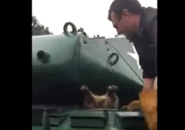 《卡在坦克上的浣熊》到底是怎麼卡進這麼小的洞O_o